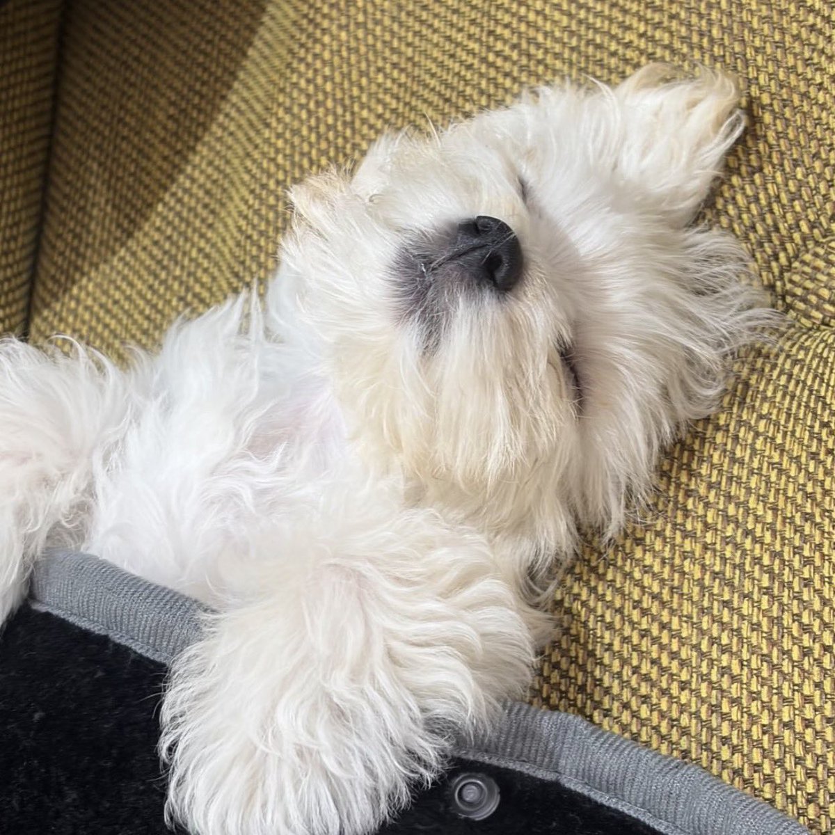 imbluubaelee's tweet photo. น้องหนาว &amp; โปเนียว ตอนหลับยังเหมือนกันเลย https://t.co/YeYqvhJDQF