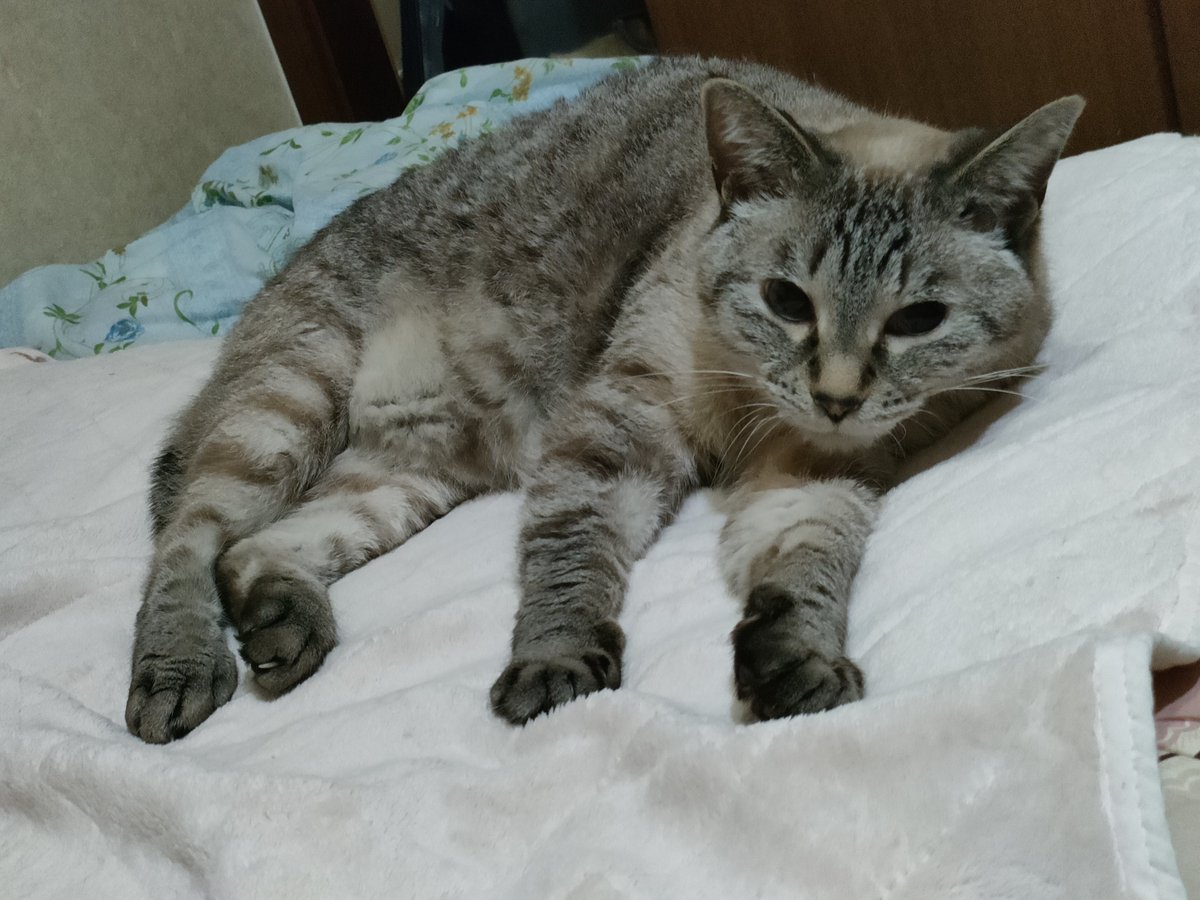 mirunnu's tweet photo. そういえば、この間ゆき様が勝手に網戸開けてベランダでセミ捕まえて私の部屋に持ち込んでた😂
俺、つしまでよく出てきてたけど初めて部屋でセミの声聞いたわ😂

網戸は開かないようにしました(笑) https://t.co/MCe6UvEFqD