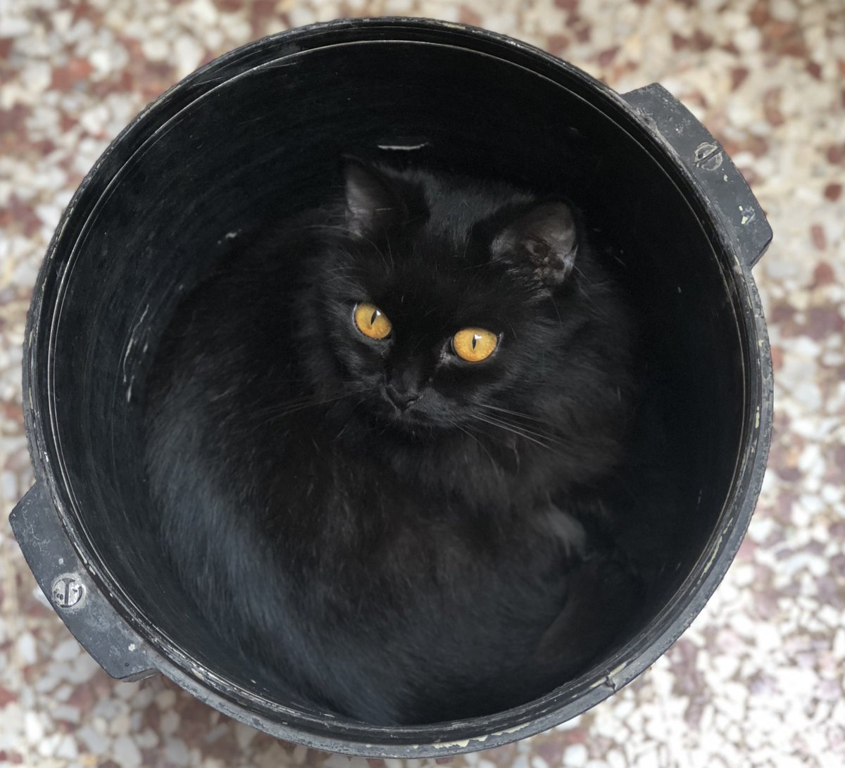 anilaumair_'s tweet photo. “Just a little void with golden eyes, waiting to steal your heart. 🖤🐈‍⬛✨”

#BlackCat #GoldenEyes #MiniPanther #CatLover #FelineBeauty #BlackCatMagic #CuteCat #Whiskers #RescueCat #CrittersArk https://t.co/2ncDX1jyxc
