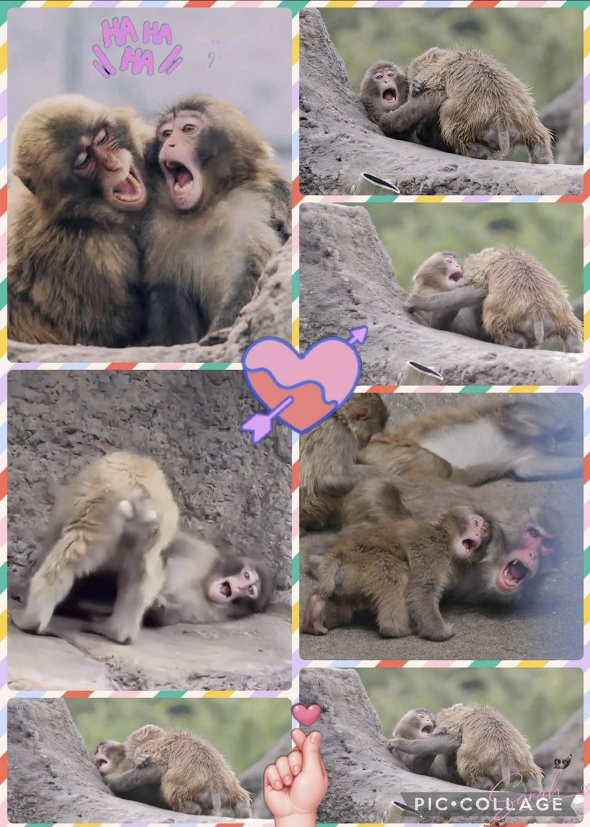 SarahPunch26's tweet photo. Grooming sessions don't always go to plan! 😂🐵

A little nip here, a little squeal there... and Punch-kun's expressions are absolutely priceless! 🤣🤎 Despite the dramatic faces, this is all part of normal macaque social grooming.

These photos are comedy gold! 😂✨
#PunchKun #JapaneseMacaque #MonkeyLife #PrimateLife #AnimalBehavior #MonkeyMoments #CuteAnimals #Monkeyaround🐵🤎