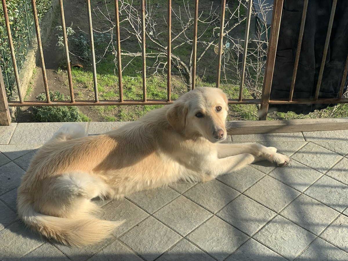 bellinimatilde's tweet photo. @rafcapuozzo @rudi_de_fanti Pilú risponde con un Bau🥰 https://t.co/nlN0AdWlgb