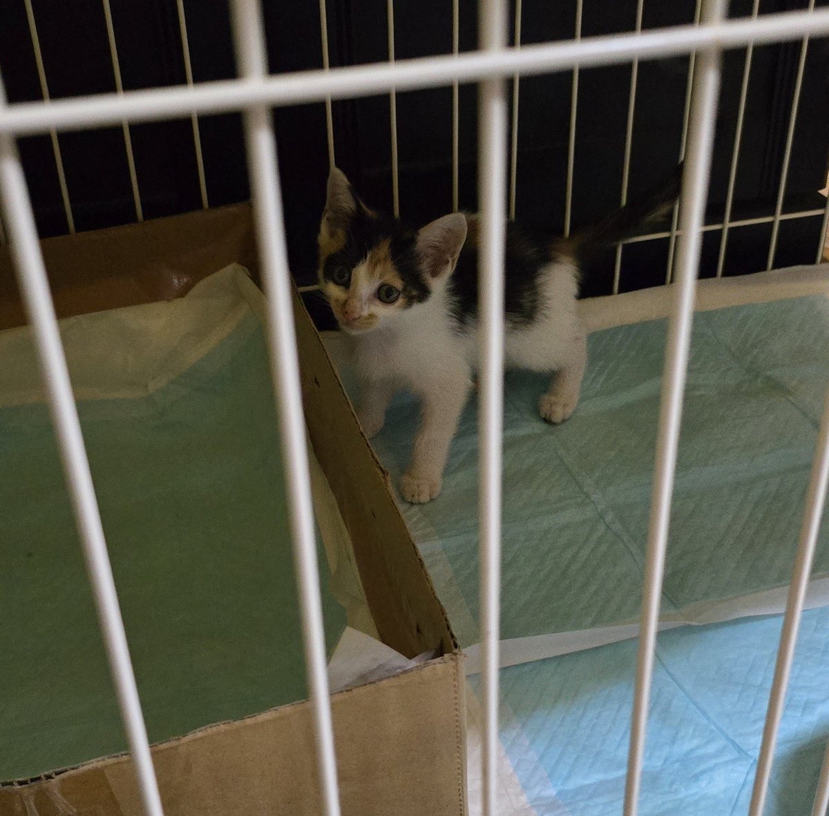 _hayuru__'s tweet photo. 6月の台風の日に職場に迷い混んだ猫ちゃんを保護して1ヶ月立ったけどこんなに小さかったのに2倍くらいに大きくなってきた🥰✨
最初の頃はご飯とミルクあげるのに何度も起きてお世話だったのに手がかからなくなってきて……おっきくなるの本当に早い🥺 https://t.co/RlfkFiPmzX