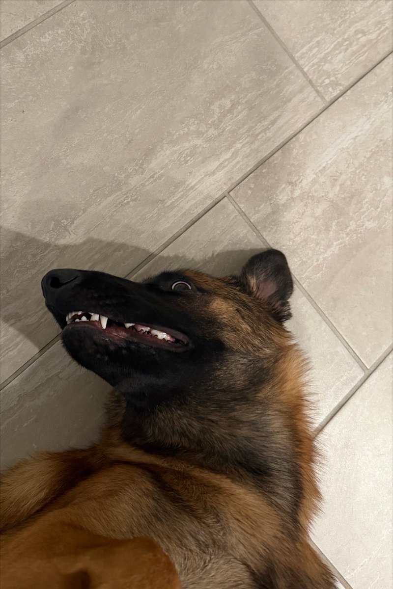 fredosanburner's tweet photo. dog broke https://t.co/pnVi8DtgqV
