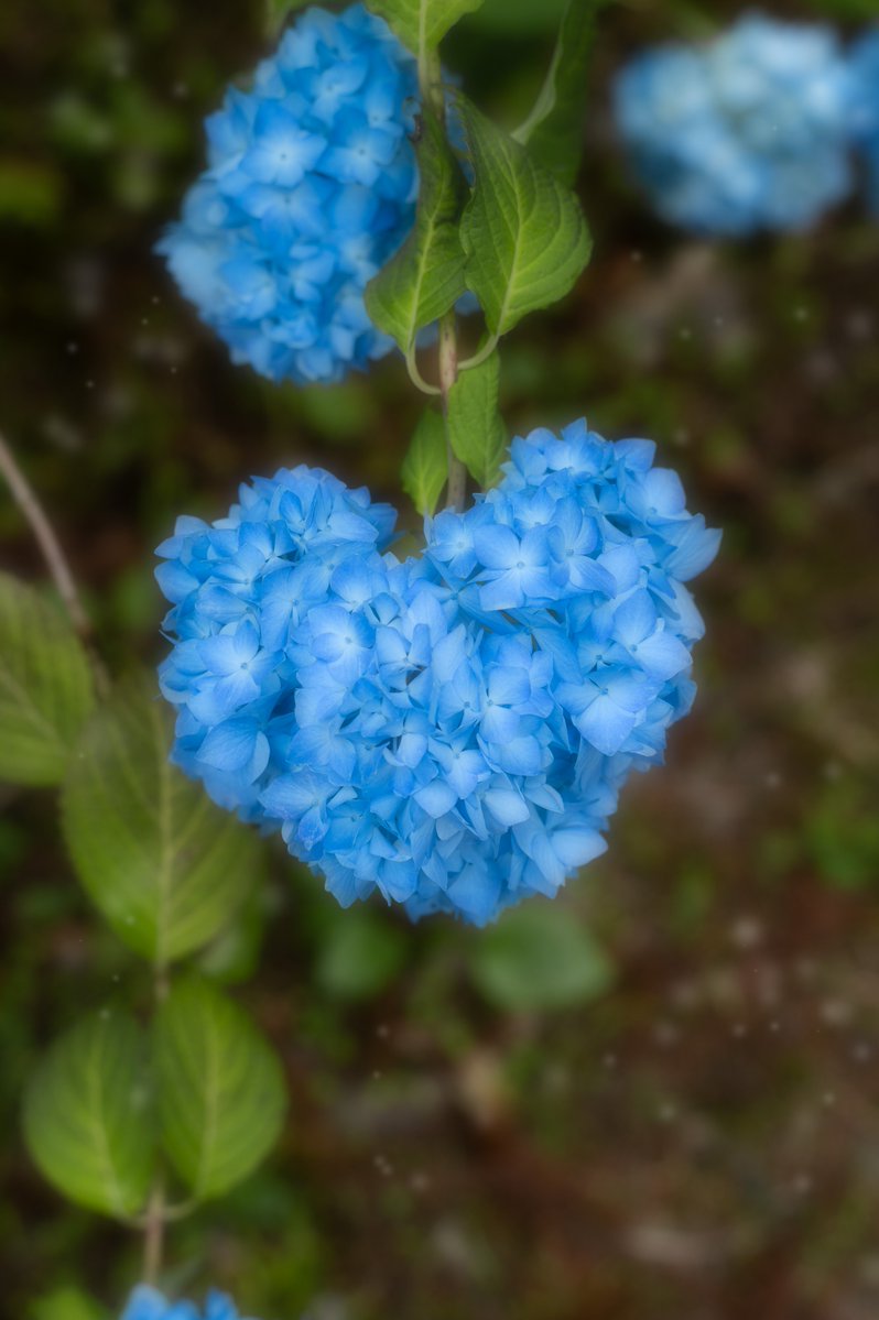 ookami_14459's tweet photo. 紫陽花の季節でしたね🤫
8月は東北は蓮と向日葵かな？
撮るのが楽しみだ- ̗̀📷 ̖́-

#7月を写真４枚で振り返る https://t.co/lurwE1ZMP4