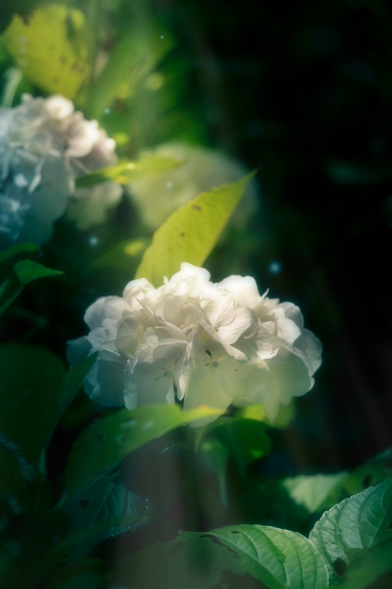 ookami_14459's tweet photo. 紫陽花の季節でしたね🤫
8月は東北は蓮と向日葵かな？
撮るのが楽しみだ- ̗̀📷 ̖́-

#7月を写真４枚で振り返る https://t.co/lurwE1ZMP4