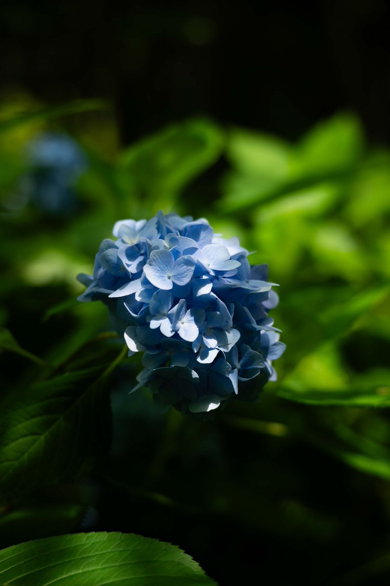 ookami_14459's tweet photo. 紫陽花の季節でしたね🤫
8月は東北は蓮と向日葵かな？
撮るのが楽しみだ- ̗̀📷 ̖́-

#7月を写真４枚で振り返る https://t.co/lurwE1ZMP4