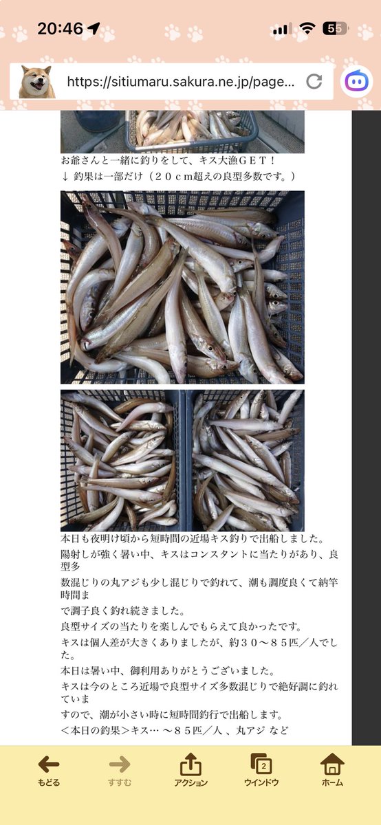dankichi10969's tweet photo. @akisan0256 今だと20㌢前後が上手い人だと80匹くらい釣れてます🎣 https://t.co/jLQevjfF37
