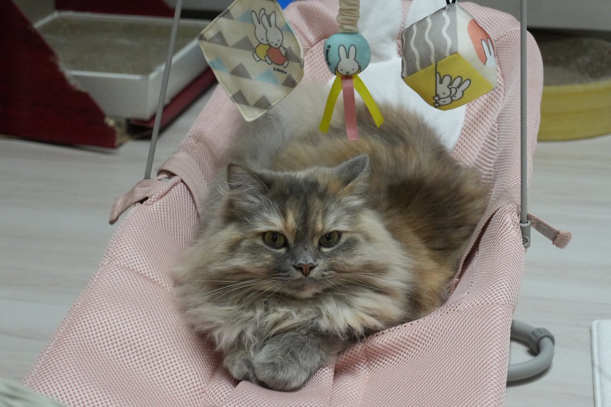 NonSugar_Chan's tweet photo. なんでもねこのものになる https://t.co/zZGqDH9s9X