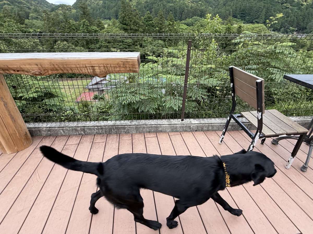 sumachanTV's tweet photo. [迷い犬のお願い]
飼っていた黒のラブラドール
4歳 オス  ヒョウ柄の首輪
臆病な性格が岡崎市矢作川の堤防でBBQをしている際に逃走しました。
まだ付近にいると思います。
お見かけの方がいましたらお知らください！
#迷い犬 
#ラブラドールレトリバー
#黒ラブ https://t.co/omO6fe83SL