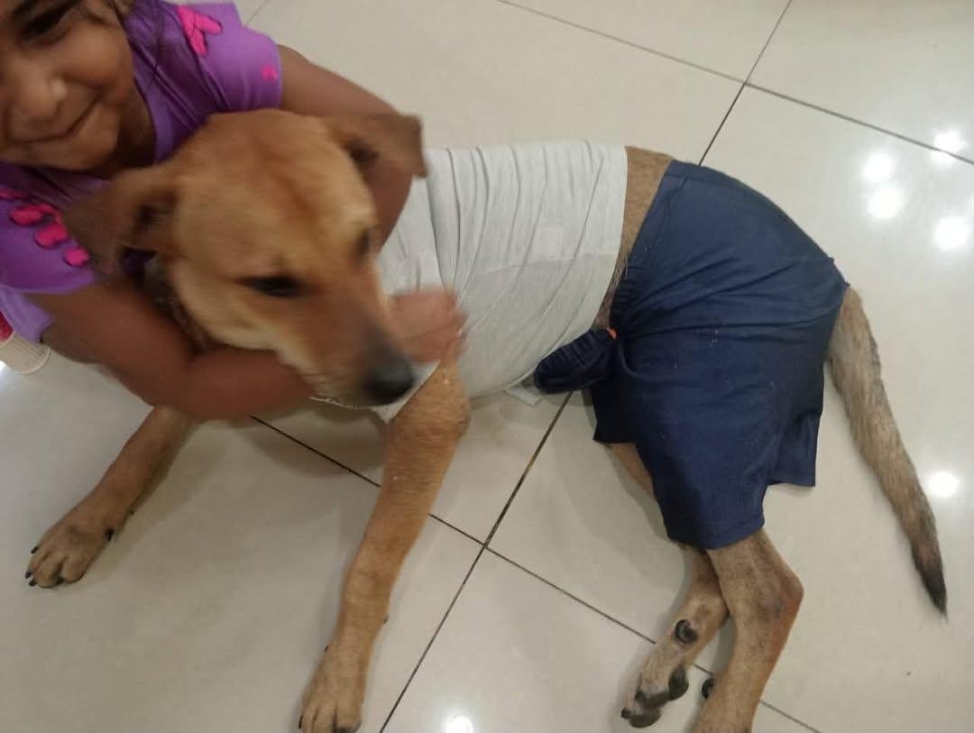 iamjoelee's tweet photo. Fuck MBDK!!!

Rest in peace Rocky.  May those heartless motherfuckers who tortured and killed you pay the price.

And fuck each and every politician for staying silent as animal abuse and the killings continue. https://t.co/1mEioqKNpp