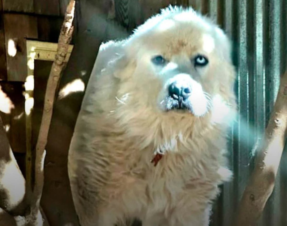 WolfofX's tweet photo. In November 2022, a pack of 11 coyotes slipped toward a flock of sheep under the cover of darkness in Decatur, Georgia.

Standing between them and the flock was Casper, a 21 month old Great Pyrenees livestock guardian dog.

As the attack unfolded, Casper charged into the pack. His owner, John Wierwille, later said the fight lasted more than 30 minutes. By the time it was over, eight coyotes were dead and the rest had fled. Every single sheep survived.

Then Casper disappeared.

For two days, his family searched, fearing the worst. When he finally returned, he could barely walk. His body was covered in deep bite wounds. His ears were torn. Part of his tail was so badly damaged it had to be amputated. Veterinarians said he was incredibly fortunate to be alive.

One detail often repeated online says Casper spent those two days hunting the surviving coyotes. That has never been confirmed.

What is confirmed is more than enough.

A young guardian dog faced impossible odds, protected the flock he was raised to defend, and somehow found his way home.

Courage is not measured by how loudly it is remembered. Sometimes it is written quietly in the lives that were never lost because one protector refused to run.