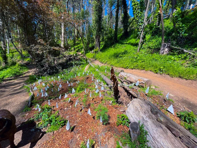 A forest trail curves beside a garden bed with young plants marked by white tags under tall trees.