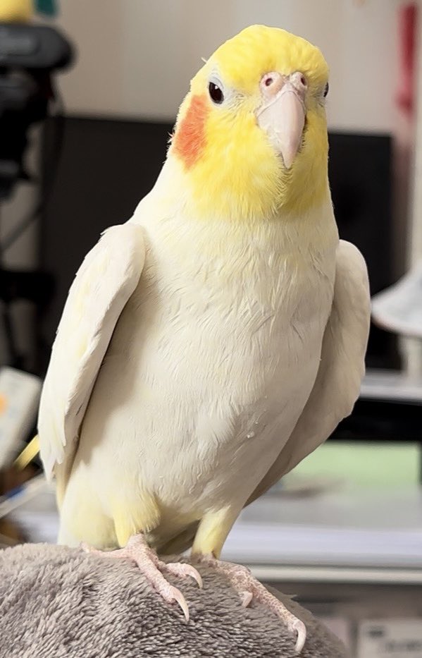 charo_rin's tweet photo. 元の写真はこれなんだけど、冠羽が全然写ってなくてオカメらしくないので、イイ感じに書き足してもらいました(笑) https://t.co/QDec2dV58v