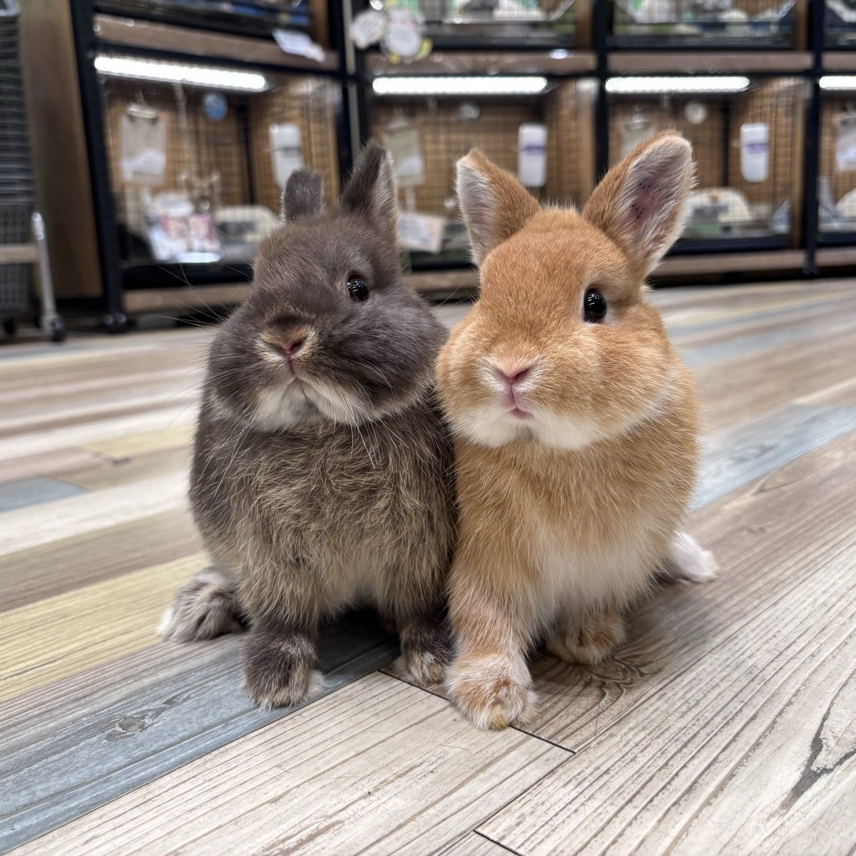 イケメンの新入り君が来てくれました☺️ #南町田グランベリーパーク