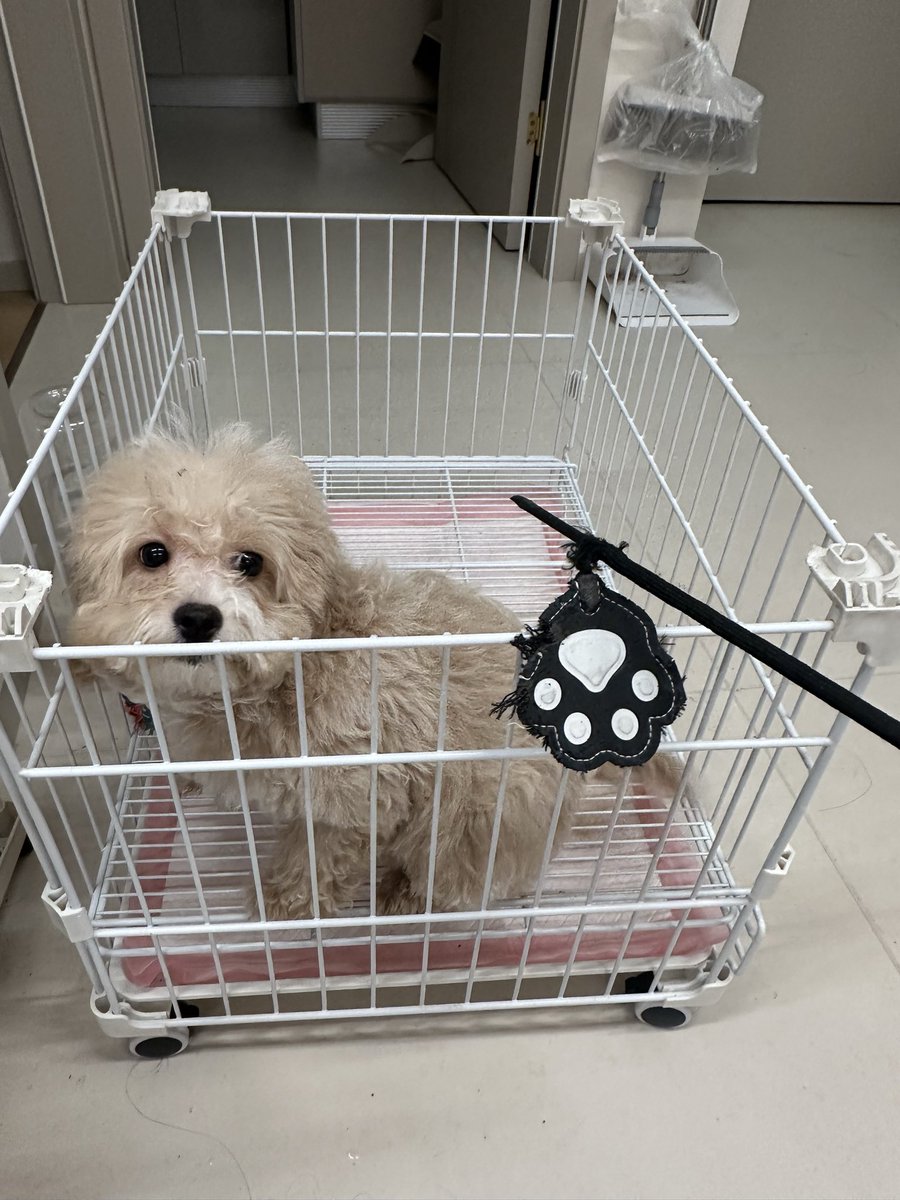 C1Un4's tweet photo. 小雪碧，坏狗狗！把爸爸的训狗神器给咬坏了 https://t.co/Ai5cGIEL3Z