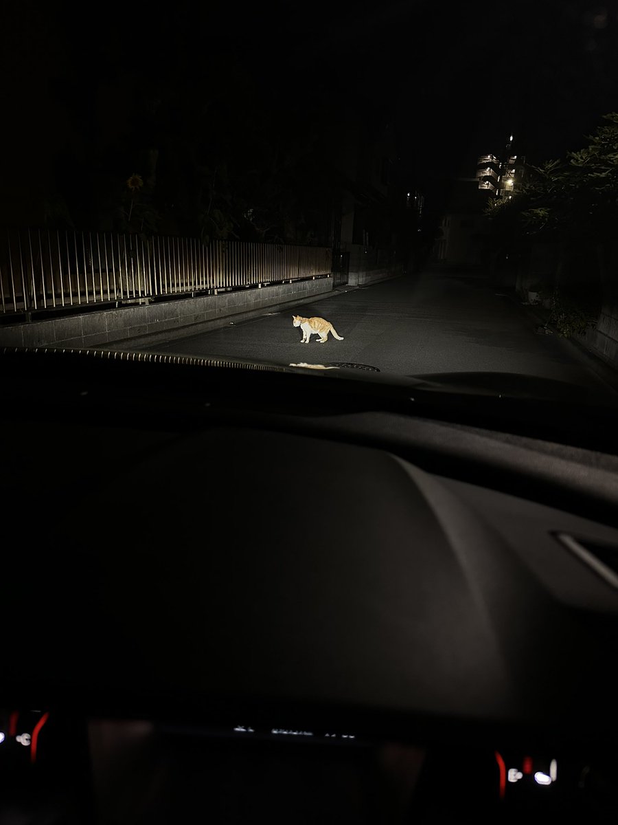 ___1o3c's tweet photo. 退いてくれなくて下がった🐱 https://t.co/GakOpA4e3T