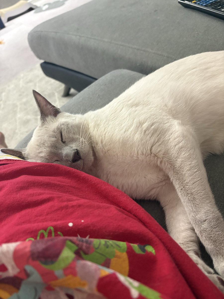 ロシアンブルーのシアン🐈‍⬛シエル🐈 (@kana_cosme123) / Posts / X