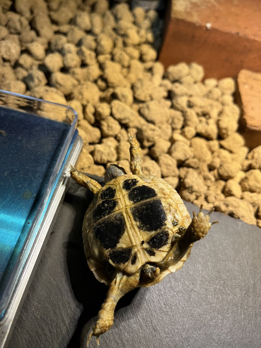 dora11630's tweet photo. アシポチヤマガメのオスお迎えに行ったら何故かヘルマンまでお迎えさせられてきたよ
他のヘルマンに比べてすっげー肛甲板緩やかで尻尾短かったけどこれからオスらしくシャッキリするんかな？ https://t.co/Rrsah4U1gK