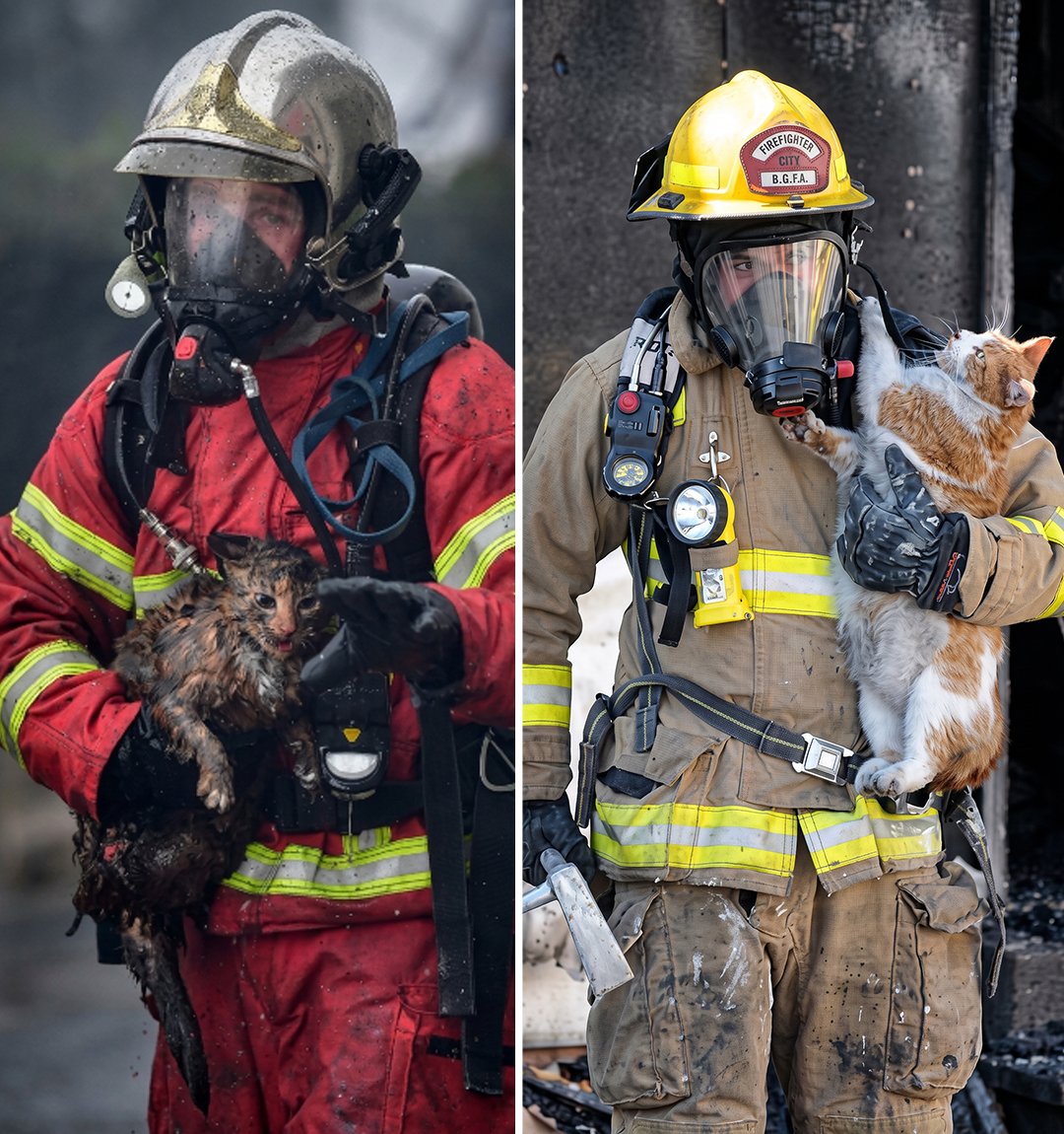 Cultination1's tweet photo. 🇫🇷🚨Alors que les INCENDIES ravagent la région entre Biscarrosse et la Gironde, des sapeurs-pompiers ont été photographié sauvant des animaux des flammes.

Une image qui rappelle que ces femmes et ces hommes risquent chaque jour leur VIE pour protéger les personnes… mais aussi les animaux.

Un immense merci à nos sapeurs-pompiers. ❤️🚒