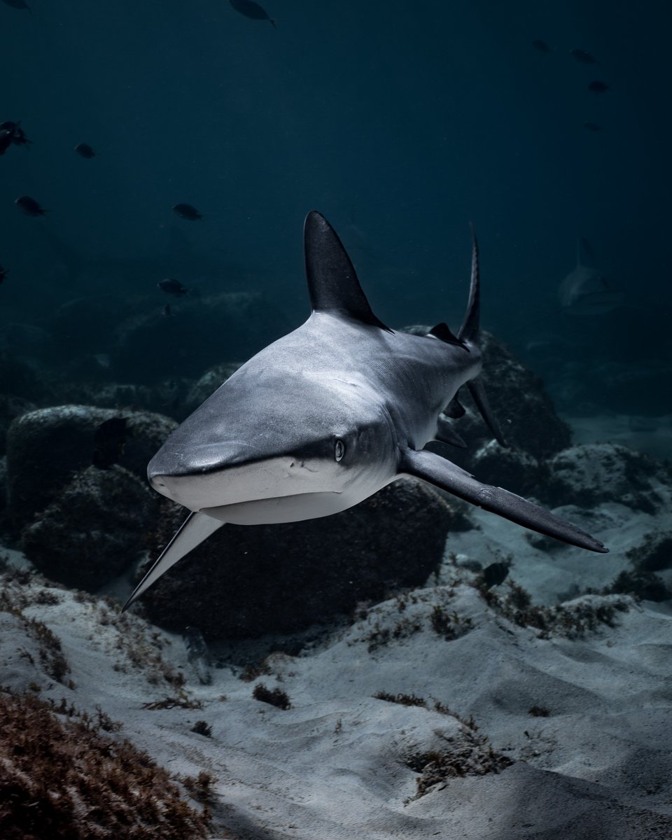 Discovery's tweet photo. 📸 + 💭: IG @/kendallrosephoto

“Did you know Galapagos sharks and dusky whaler sharks are so similar that they can be very difficult to tell apart? Both are large, streamlined predators with similar body shapes and coloring. They are often found in warm ocean waters and can easily be mistaken for one another, even by experienced divers and scientists.”

#SharkWeek continues TONIGHT at 8P on Discovery!