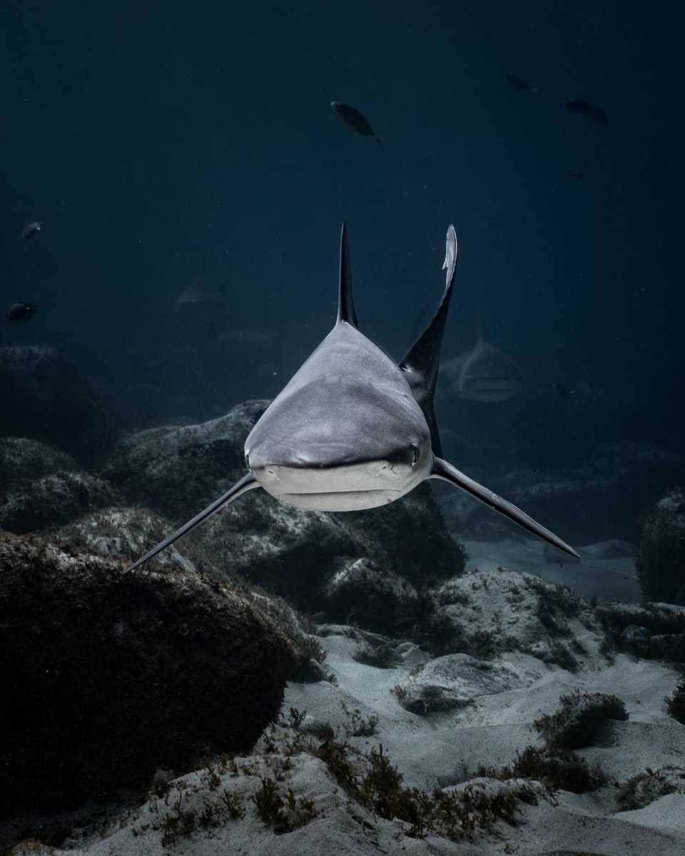 Discovery's tweet photo. 📸 + 💭: IG @/kendallrosephoto

“Did you know Galapagos sharks and dusky whaler sharks are so similar that they can be very difficult to tell apart? Both are large, streamlined predators with similar body shapes and coloring. They are often found in warm ocean waters and can easily be mistaken for one another, even by experienced divers and scientists.”

#SharkWeek continues TONIGHT at 8P on Discovery!