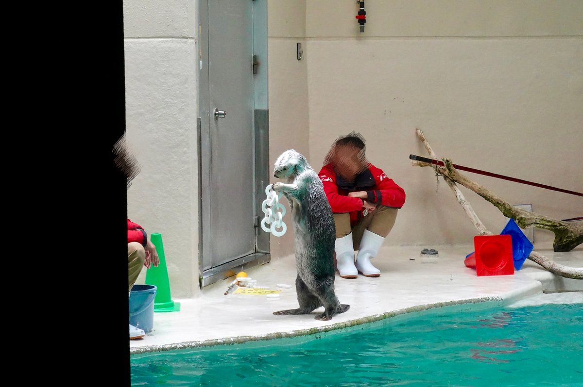 ykfmsma's tweet photo. かき氷おいしかったし二足歩行するラッコも見れました良かった🦦 https://t.co/PF5szNzNyg