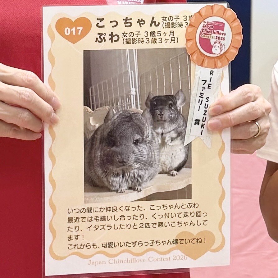 Royal Chinchilla（ロイヤルチンチラ） (@ChinchillaRoyal) / Posts / X