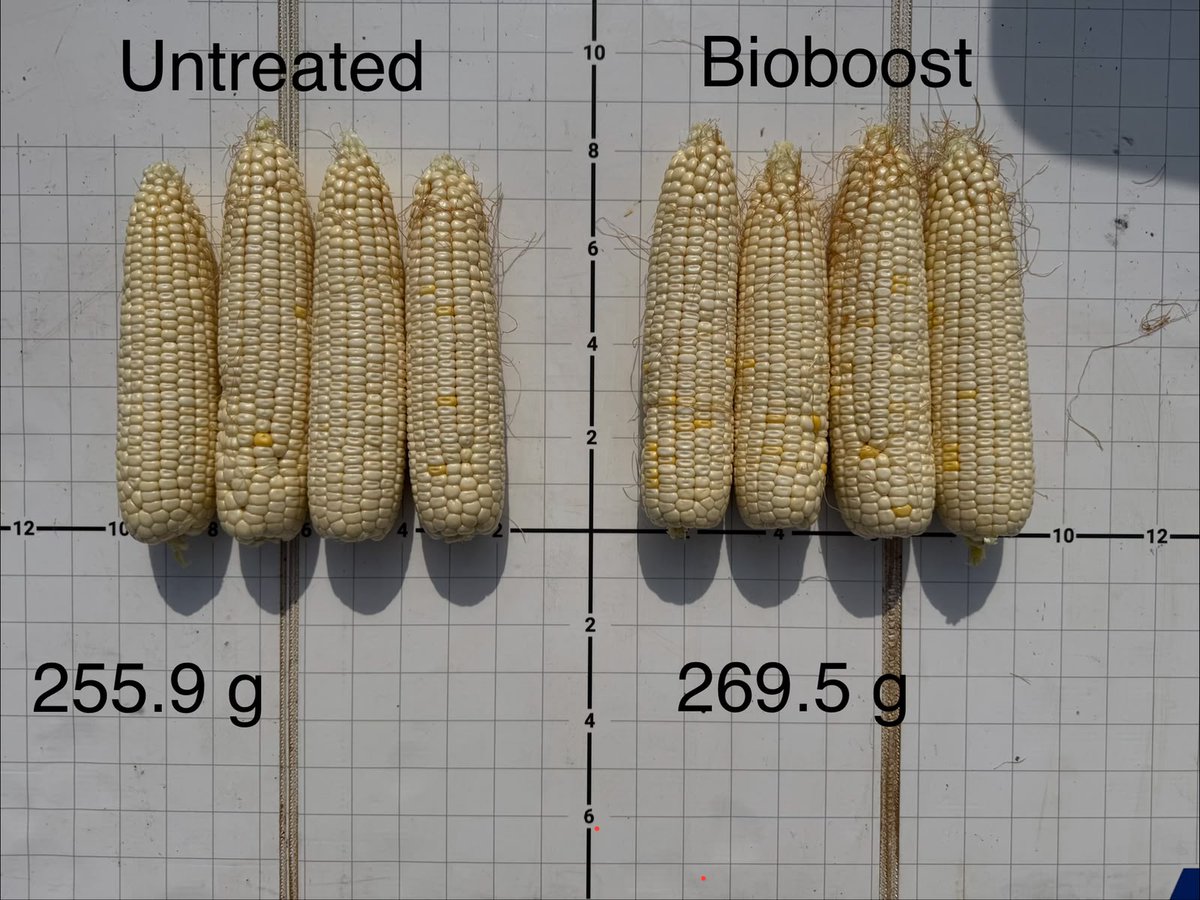 bw_fusion's tweet photo. Same field. Same eye test. Different scale. BioBoost ears averaged 269.5g. Untreated: 255.9g. What goes down at planting shows up at grain fill. Yield monitor's next.

#Corn #Agronomy #BioBoost https://t.co/NxYcj5OXZc