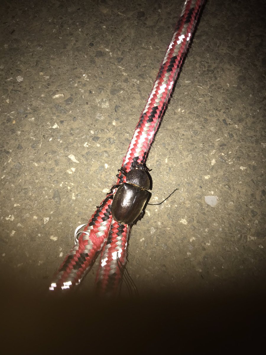 Tell_ttp's tweet photo. 犬の散歩してたら頭にこいつ止まってクソ焦ったわ https://t.co/7Lzsjro7sq