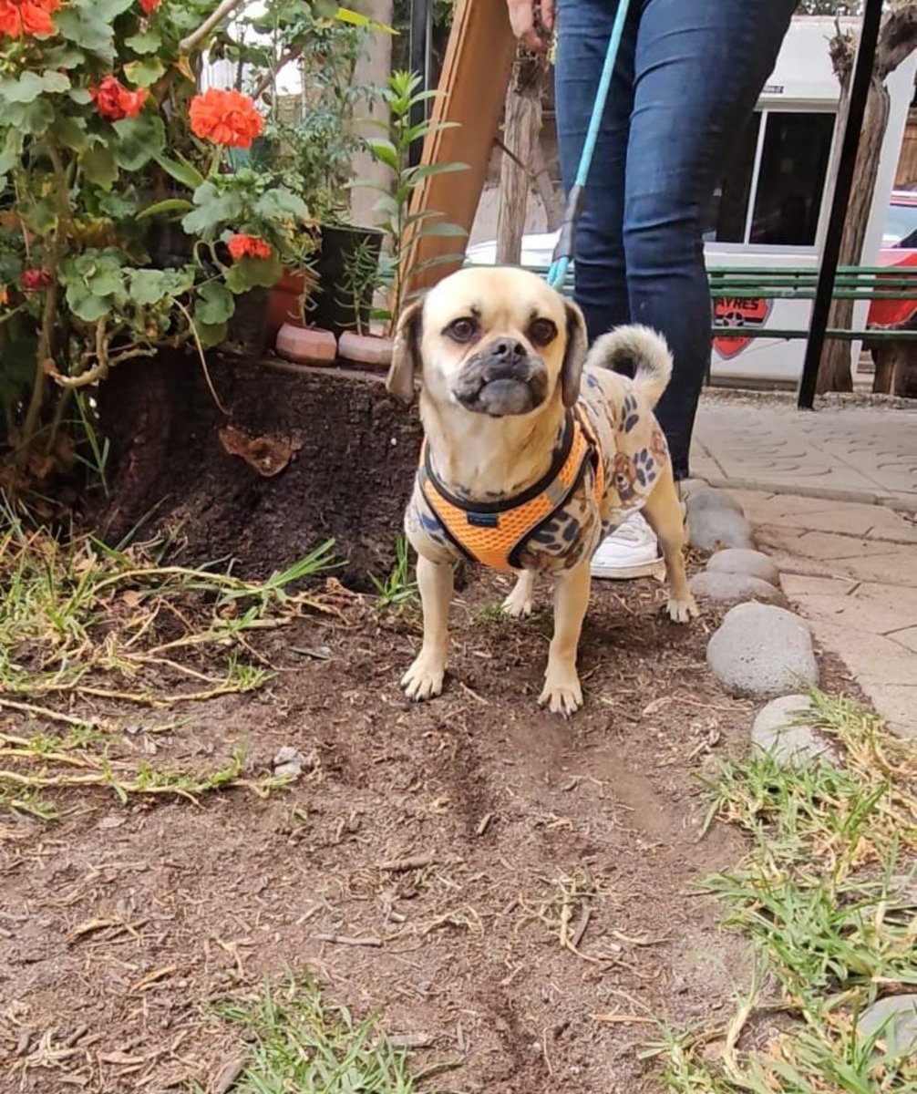sol_palacios_m's tweet photo. En adopción brunito🐾💕🐕
Lo rescatamos un dia que ibamos a jornada de adopción
Tiene 2 a 3 años aprox.
Macho, Castrado.
Primera dosis de vacuna.
Se lleva bien con perros 🐶y gatos 🐱.
Pesa 8,6 kg
Pequeño, no crecerá más.
WhatsApp +56953554748 https://t.co/KbJ1SQeKRg