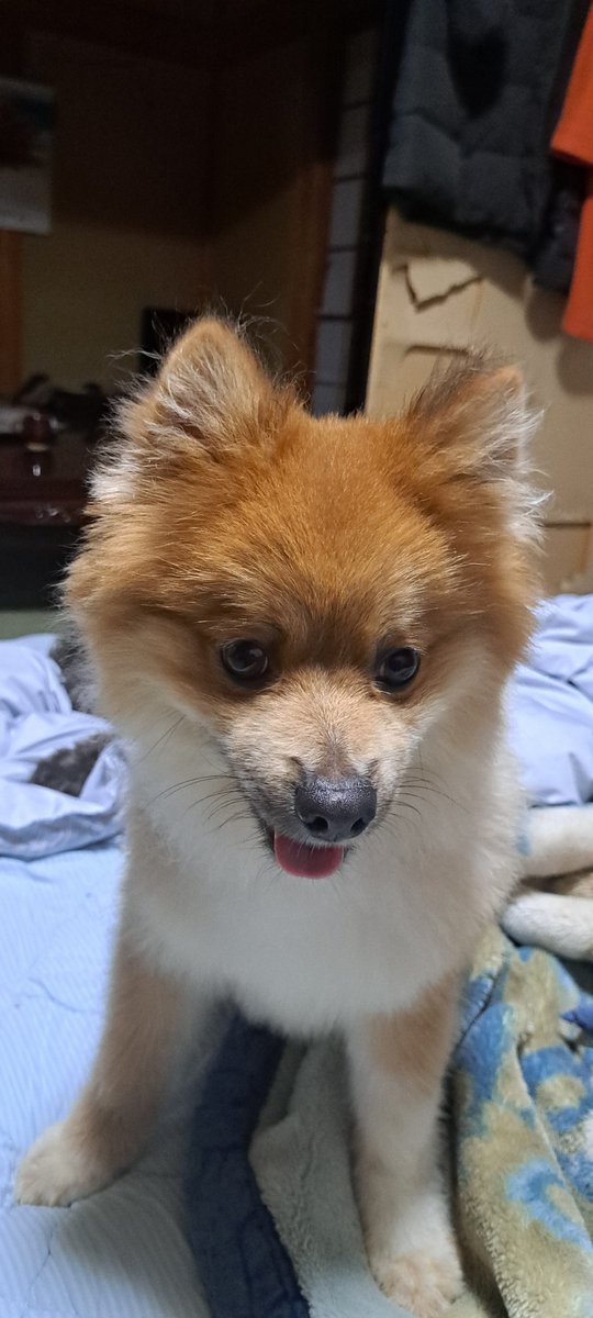 PyuaRabu's tweet photo. ごまちゃん
ロブウォーカー【#千葉ブリーダー・ペットホテル】お泊まりに来てくれました

前回来たよりもごまちゃん大きくなり
ビックリですが
性格は変わらず、甘えん坊のまやです。
人懐こい、仔犬がいても平気むしろ一緒かな遊んでくれます。
とても嬉しいです。 https://t.co/9WnvVUur1r