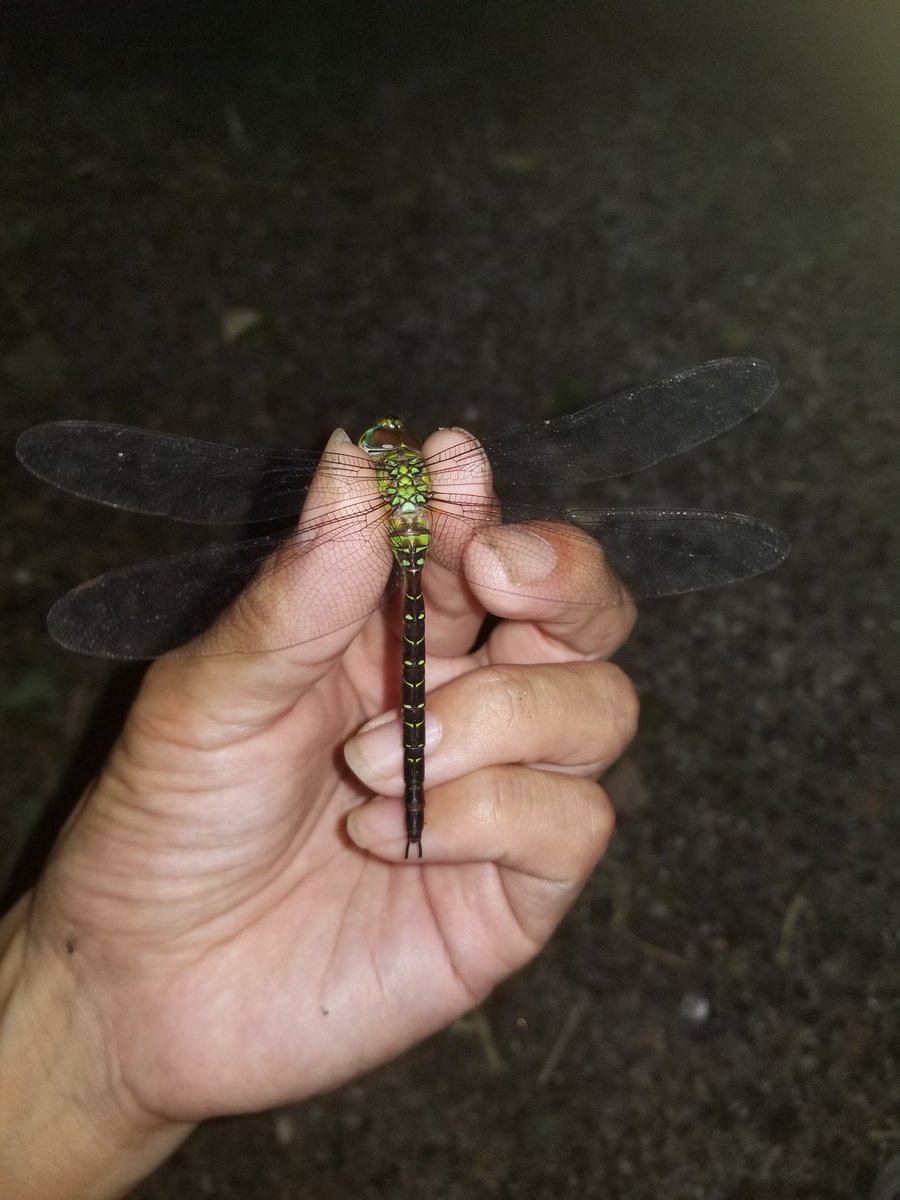 yagohito's tweet photo. #トンボ砂漠調査記録
#昆虫
#生物
#トンボ
カトリヤンマ……もう尾毛が折れている！ https://t.co/ftHkT6jyWr