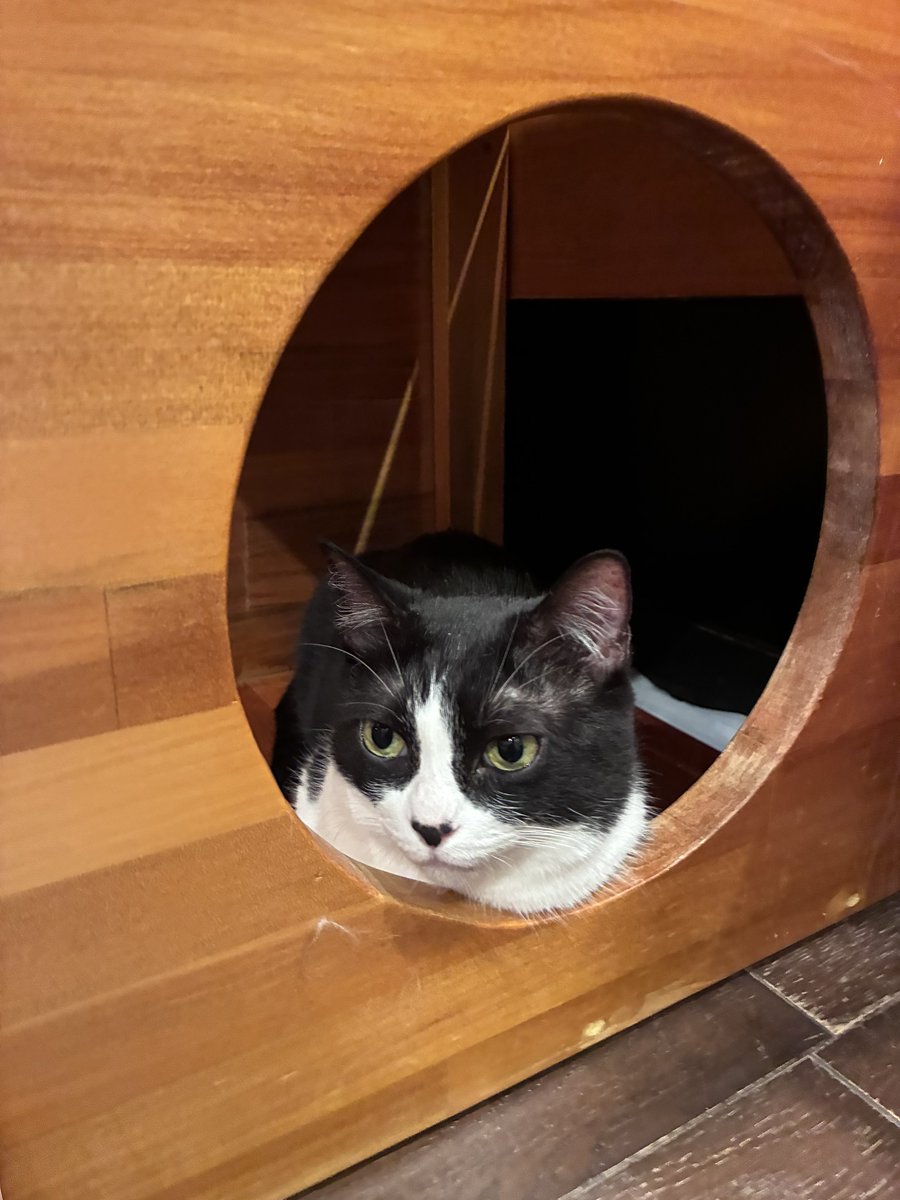 cocone0510's tweet photo. キリッとしてるちょびさん🤩

#猫カフェ心猫 #奈良 #マンチカン #ちょび https://t.co/je0nVAbe9w