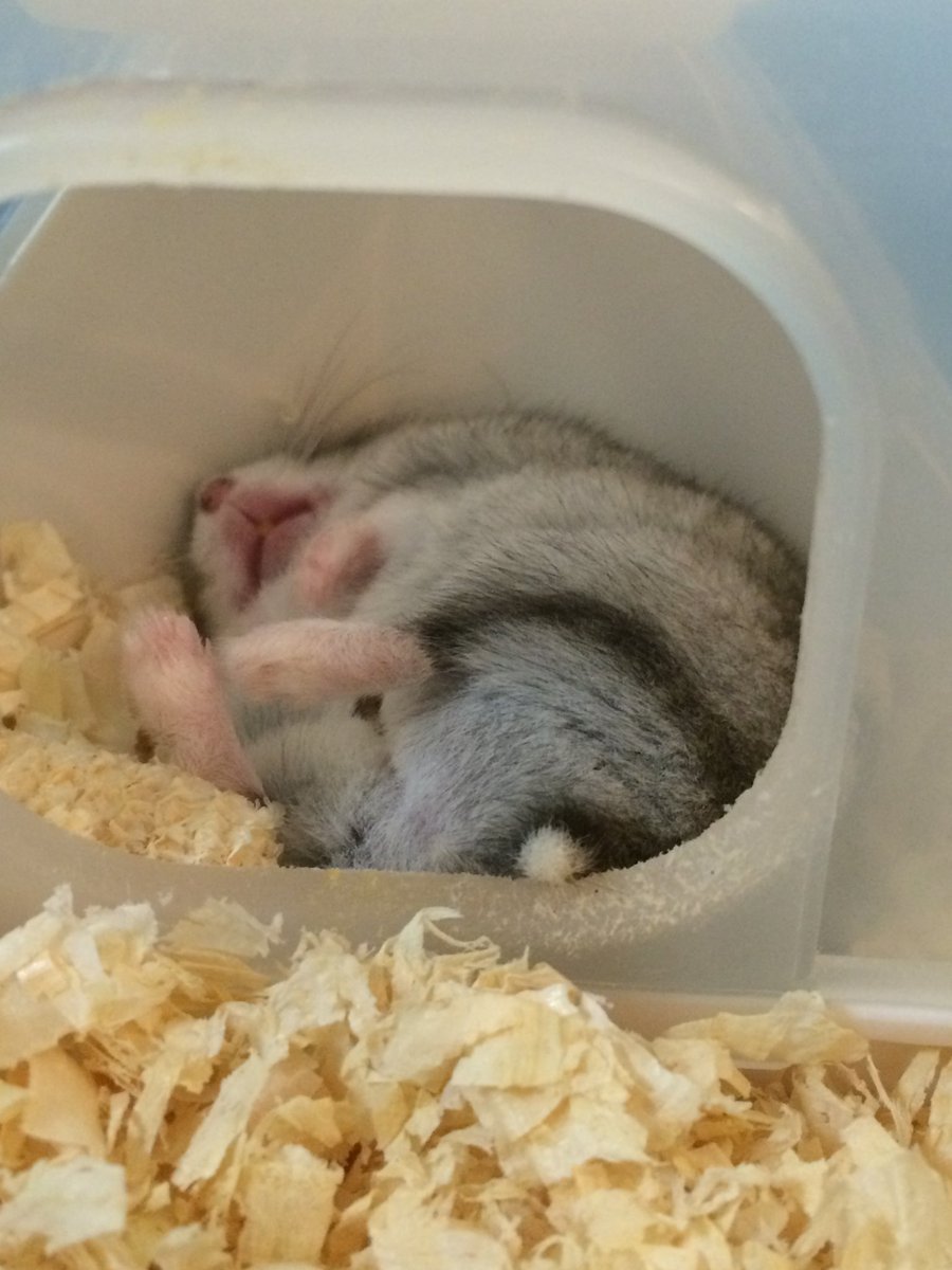Otojiro0505's tweet photo. おやすみなさい…🐹💤

#ハムスター
#ハムスターのいる暮らし
#ぽんた https://t.co/DM0eVFp8HH