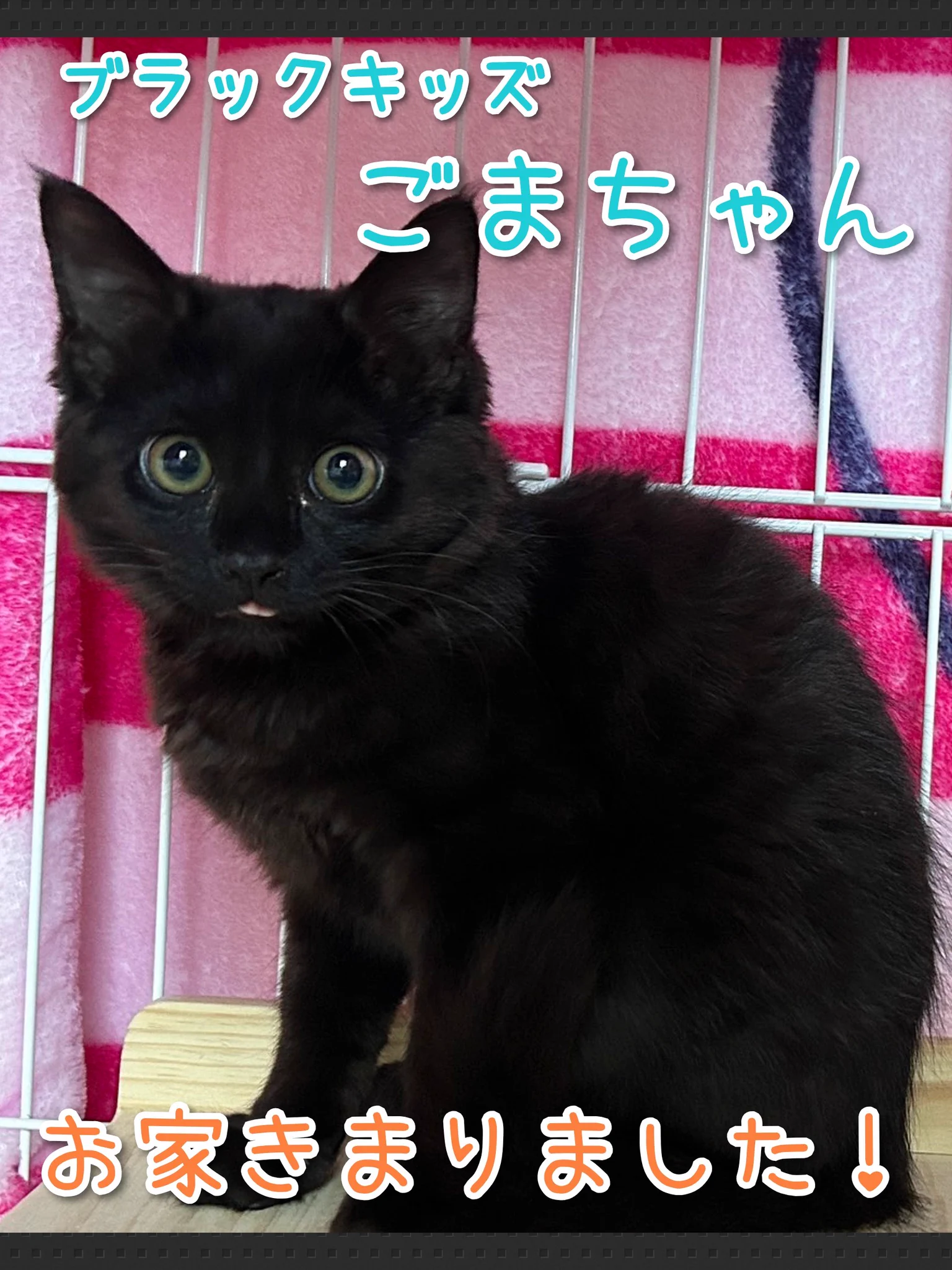 たまごさん専用☆ミニザクロちゃんと黒虫さんハラマルくんシマウサくんしましま猫さん 𝚜𝚞𝚗＊𝚌𝚊𝚝 𝚈𝚘𝚔𝚘𝚑𝚊𝚖𝚊 on X: 