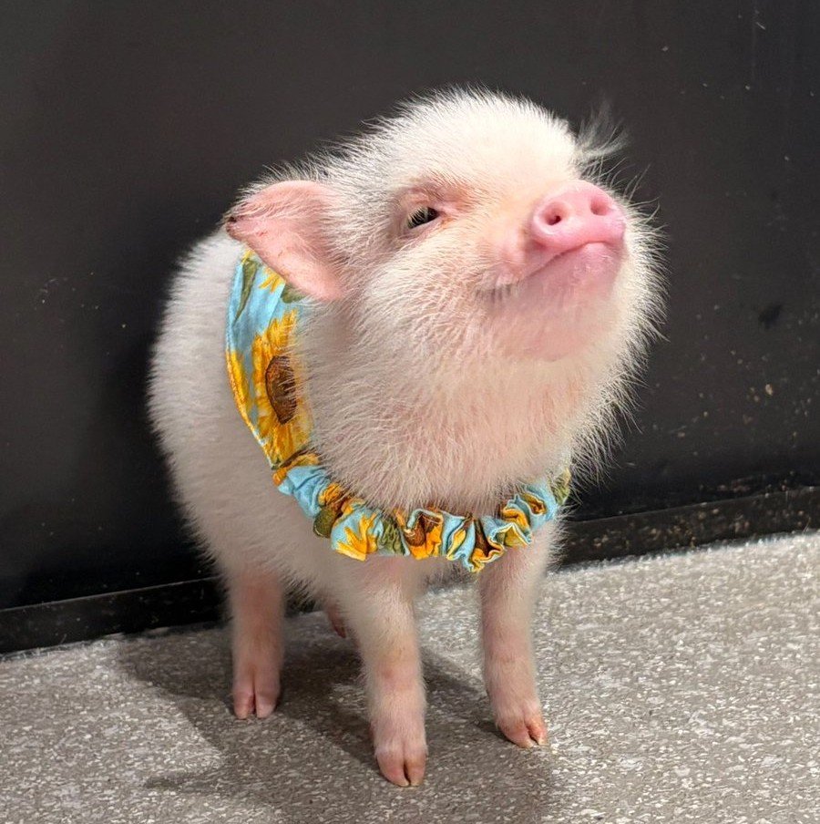 _ipuddingu's tweet photo. มิกิ หมูอารมดี 🌺🐷🐖🕺🕺🕺💗 https://t.co/wwQ4Nhykg5