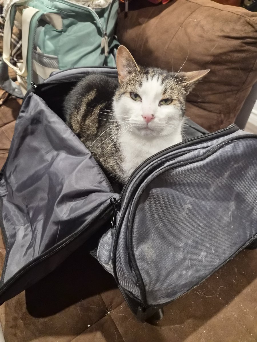 Rizutsuki's tweet photo. "You're packed. You don't need anything else. I'm all you need ti bring"-Glitch
Bruh lmao.
Trying to get ready for #Dashcon2 https://t.co/lGeGpxv7eF