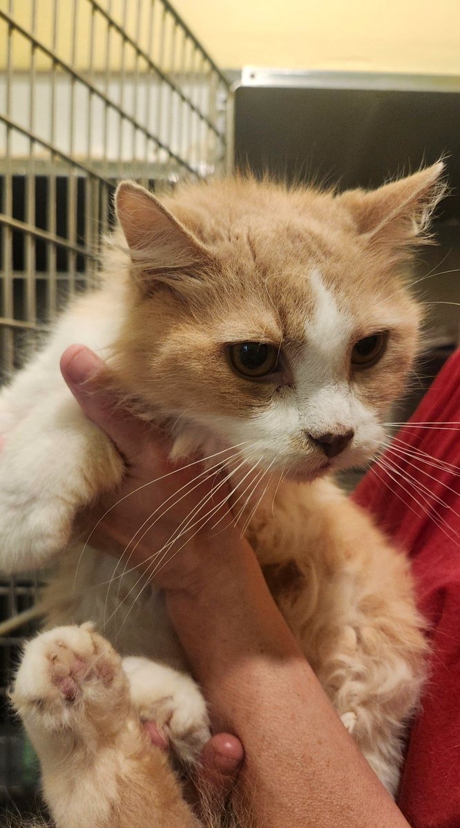 RappCatsAdopt's tweet photo. Sweet Buttons came into our care yesterday. Buttons is 14 years young and is very cool, calm, and collected. 

Plus look at that face, his whiskers are marvelous! https://t.co/VARL548gpw