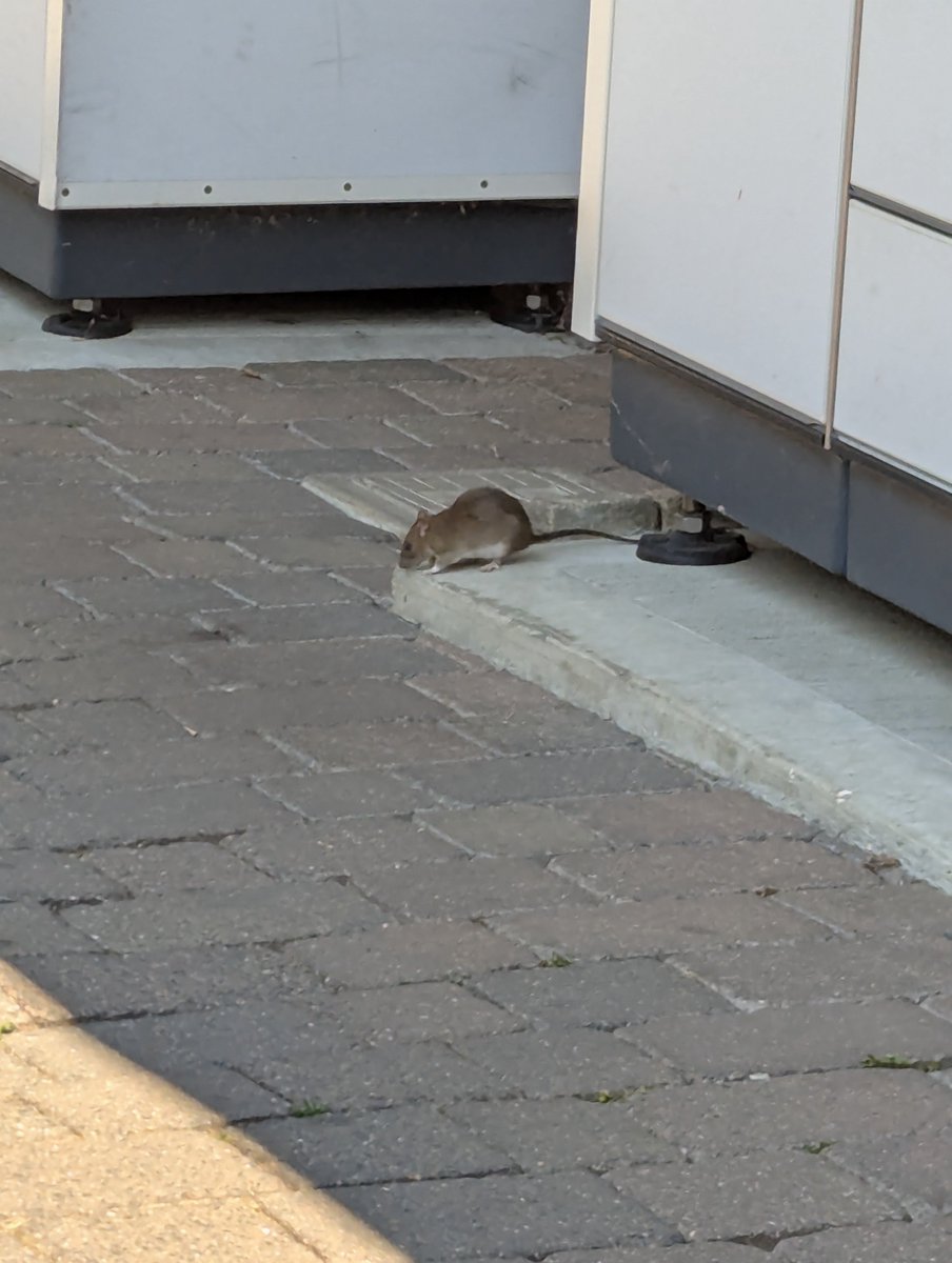 ASwinebuckle's tweet photo. @sainsburys  seem to have a rodent issue at your Liphook store https://t.co/7wekKDo67A