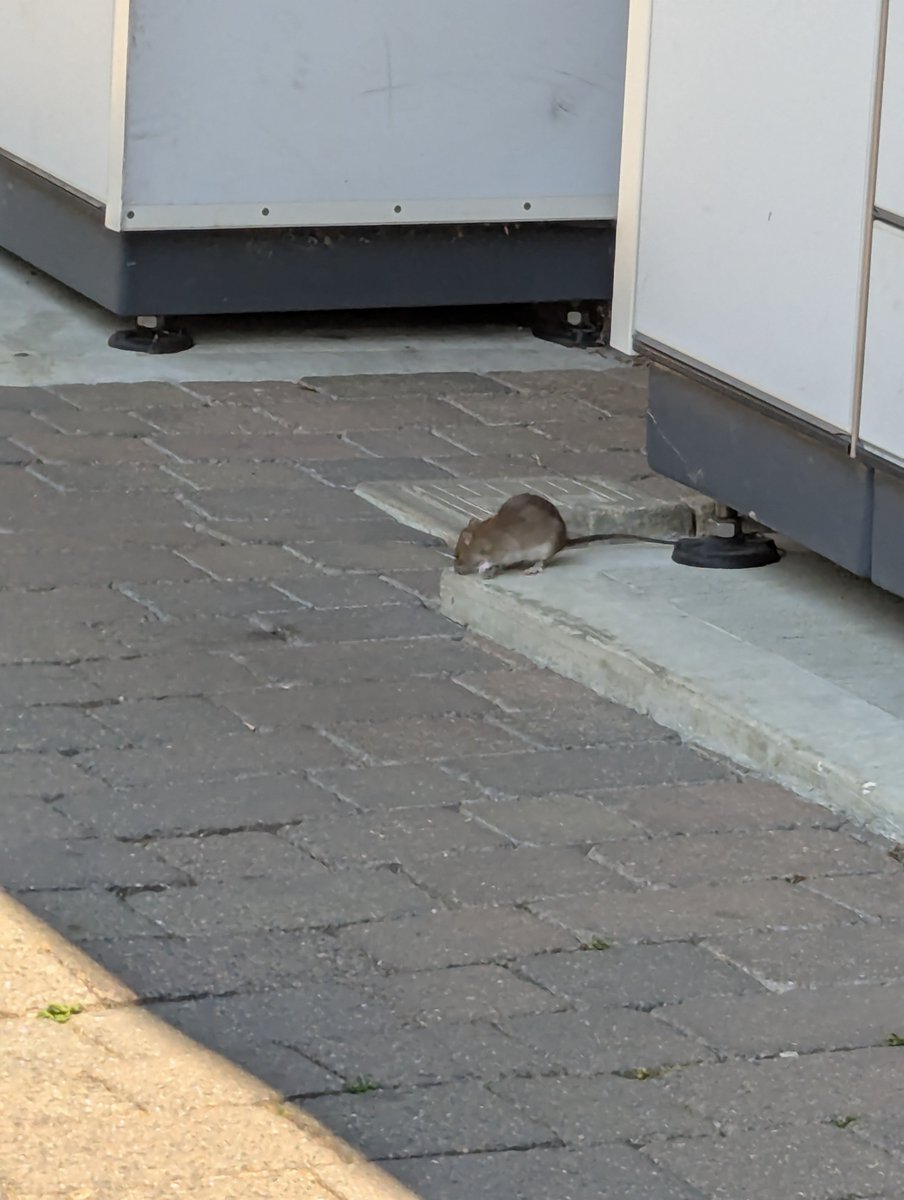ASwinebuckle's tweet photo. @sainsburys  seem to have a rodent issue at your Liphook store https://t.co/7wekKDo67A