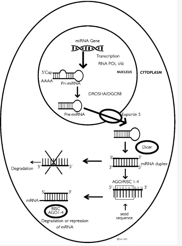 Genes_MDPI's tweet photo. This review by Goel and Goel provides an in-depth review of the emerging role of #microRNAs (#miRNAs) in the #pathogenesis of rare genetic disorders.
https://t.co/agRtHv0kYy https://t.co/p6ECkWJT9Z