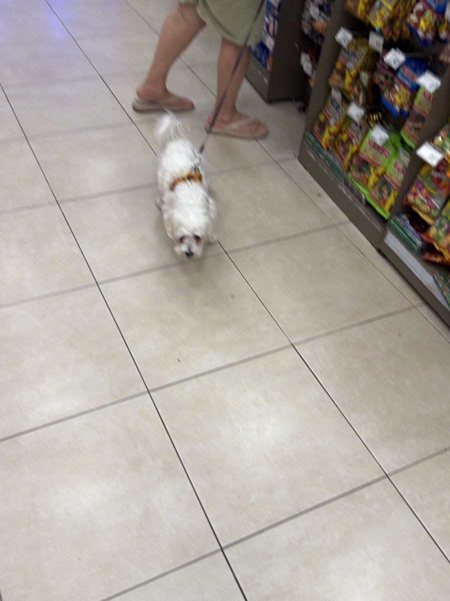 iilkerkoc's tweet photo. Hani marketlere artık köpek giremezdi? Bu görüntüler @CarrefourSA Maslak 1453 marketinden! Üstelik açık tezgahta balık ve et satılıyor burda. Ve köpekli müşteriler içerde cirit atıyor! Geçen gün biri balık tezgahının öbüne idrarını yaptı ve sahibi hiç oralı olmadı. Yiyecek satılan bir alanda köpeğin işi ne? Ayrıca aynı sitede @macrocenterTR ‘lerde kapıda köpek giremez levhası var ve müşteriler kapıda bırakıp giriyorlar. Demek ki bu durum market yönetimi ile ilgiliymiş! Derhal gerekeni yapın @CarrefourSA !  @SehirlerGuvenli @GuvenliSokaklar @SehirlerGuvenli @NiluferSabuncu @Av_MeltemZorba