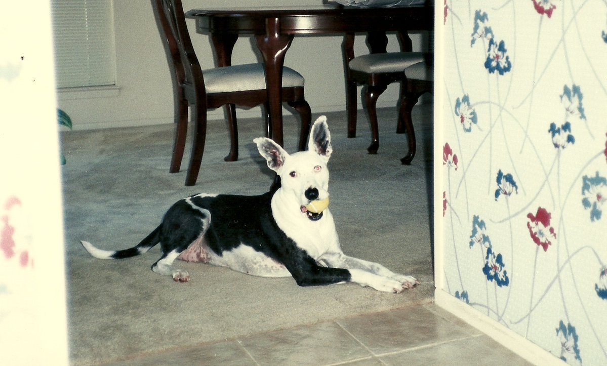MyFourLeggedKid's tweet photo. Mutts--- Pure Love ( Lousy name) they deserve more respect and a loving home like yours. I've been blessd with so many in my life. I'll share some of MyFourLeggedKids-please click comments and show yours. https://t.co/Bl2Pu8D0kU