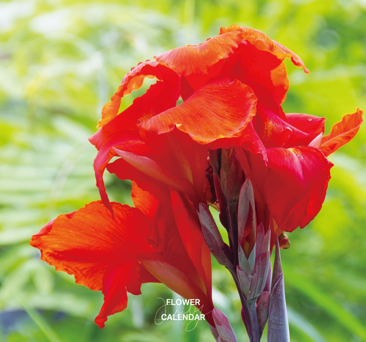543life's tweet photo. カンナ｜花の日めくり

花言葉「情熱」

カンナ科カンナ属の植物の総称で、真夏の炎天下でも鮮やかな花を咲かせます。
中南米や熱帯アジア原産で、多くの園芸品種が栽培されています。仏陀の伝説にちなみ、原種の一つに「ダンドク」の名が与えられました。

▼暦生活｜日本の季節を楽しむ暮らし｜365日、毎日暦のお話をお届けします♪
https://t.co/xJV2YNFSOr