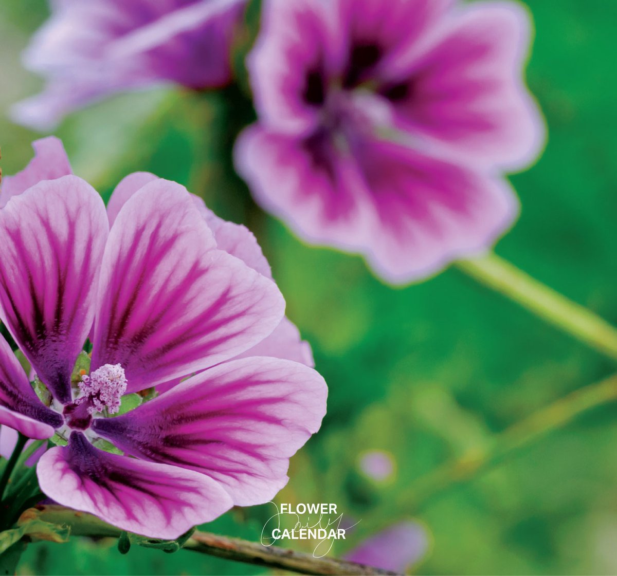 543life's tweet photo. ゼニアオイ｜花の日めくり

花言葉「初恋」

地中海沿岸地域原産のアオイ科の多年草で、江戸時代に渡来。初夏から夏に赤紫色の花を咲かせ、観賞用として親しまれています。
粘液質に薬効があり、炎症を抑える効果があります。

▼暦生活｜日本の季節を楽しむ暮らし｜365日、毎日暦のお話をお届けします♪
https://t.co/xJV2YNFkYT