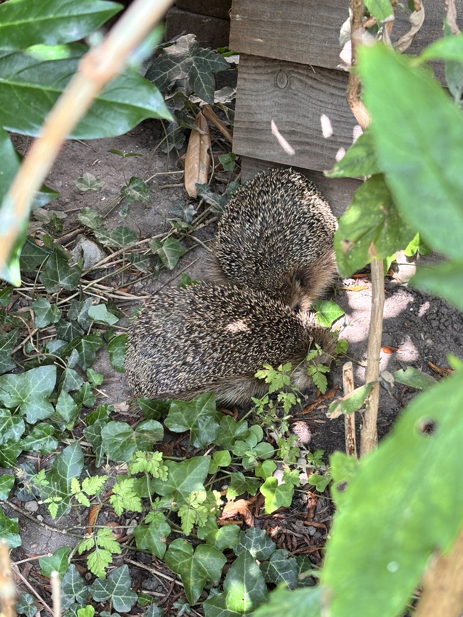 erwinprop's tweet photo. Moeten jullie niet slapen? Twee egels tussen de planten https://t.co/y6R51VMnt0