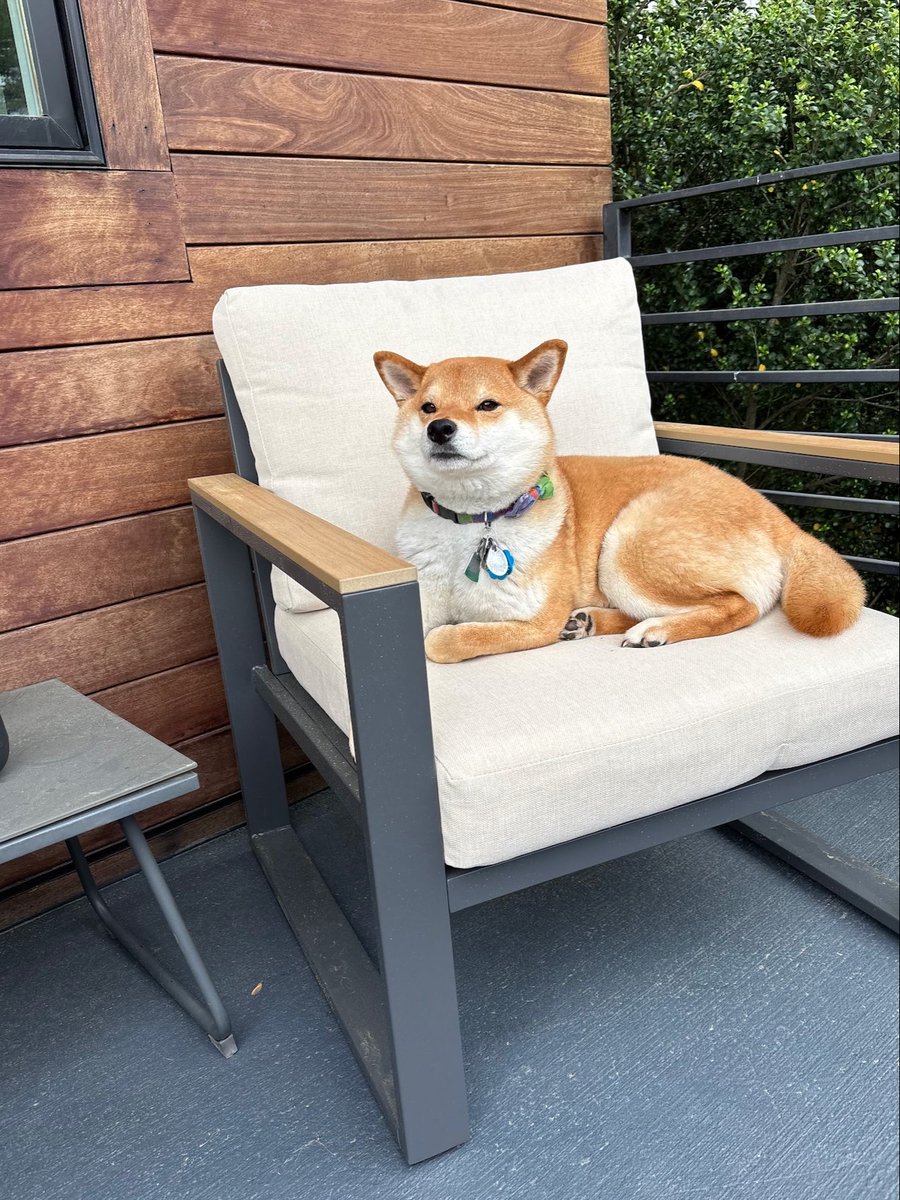 uncchildrens's tweet photo. Our Dog Days of Summer tour rolls on! 🐶 This week, we're featuring some of the pups belonging to our UNC Children's Pediatric Pharmacy teammates.

#dogdaysofsummer #doglife #petlove #bestfriends https://t.co/GX7G67k6Dz