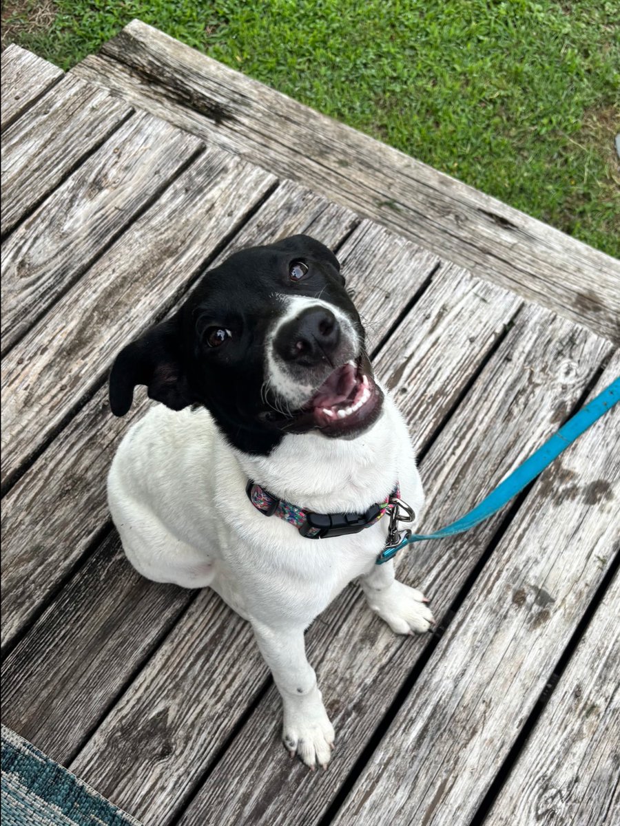 uncchildrens's tweet photo. Our Dog Days of Summer tour rolls on! 🐶 This week, we're featuring some of the pups belonging to our UNC Children's Pediatric Pharmacy teammates.

#dogdaysofsummer #doglife #petlove #bestfriends https://t.co/GX7G67k6Dz