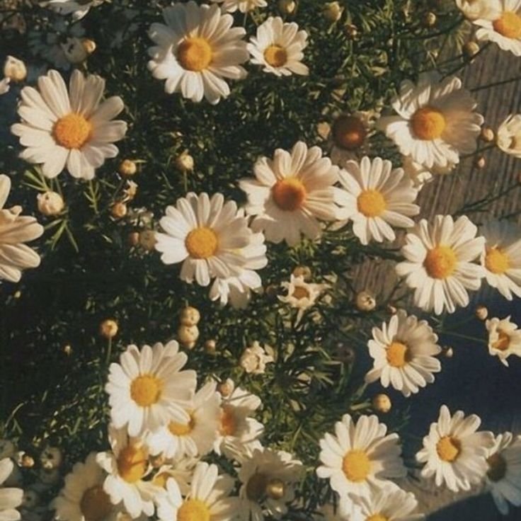 T1ra_Tar0ss's tweet photo. quote if u see...   
how pinterest sees me!   

ˋ°•*⁀➷ lyrics 
ˋ°•*⁀➷ character 
ˋ°•*⁀➷ artist/singer 
ˋ°•*⁀➷ flower https://t.co/XpZQ8zUB3G