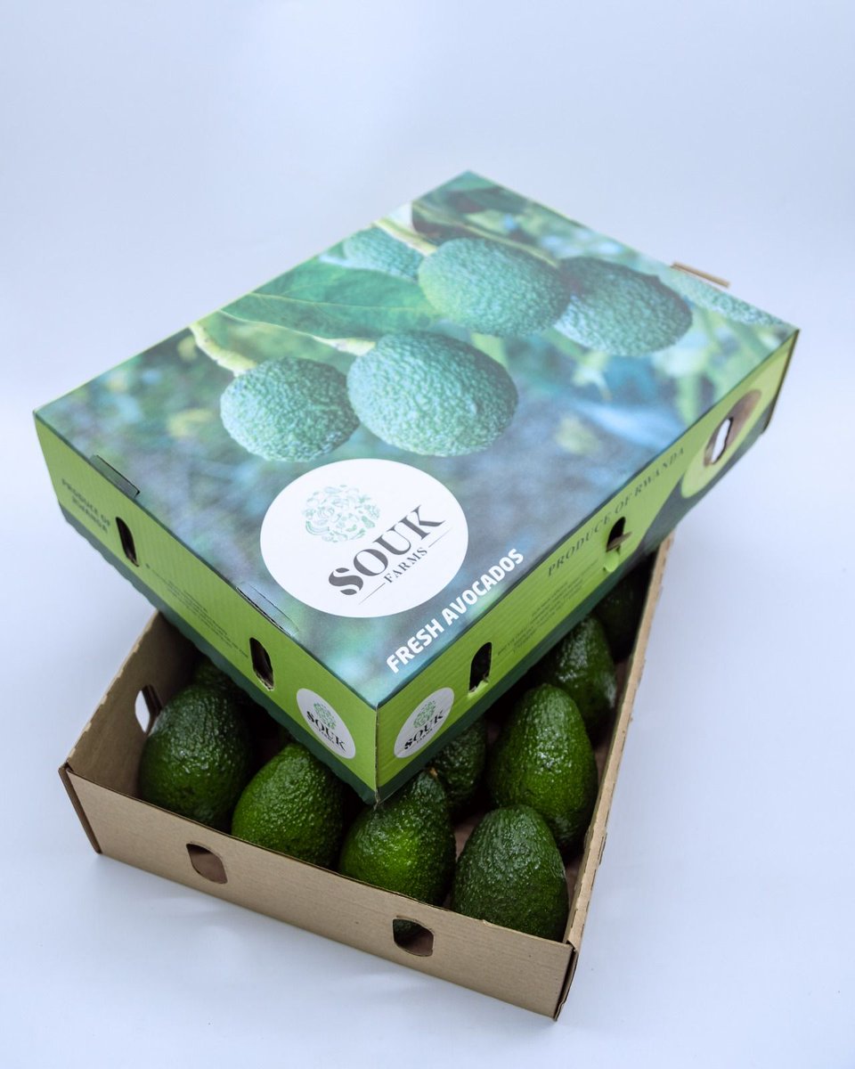 SoukFarms's tweet photo. 🥑 Happy #WorldAvocadoDay!

Proud to be among Rwanda’s leading avocado exporters ; connecting farmers to global markets and driving sustainable growth across our hills. 
 #Agribusiness #Exports #Rwanda #Sustainability #SoukFarms https://t.co/HmLGEvZLBt
